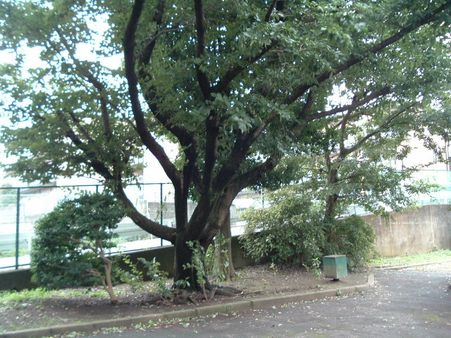 公園の木3