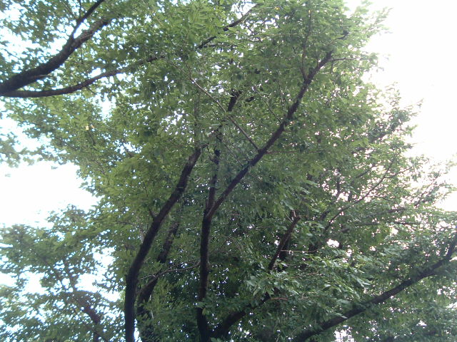 公園の木4