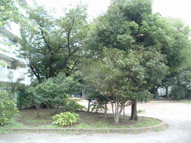 公園の木6