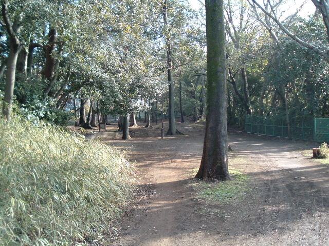 公園（緑地）の木々1
