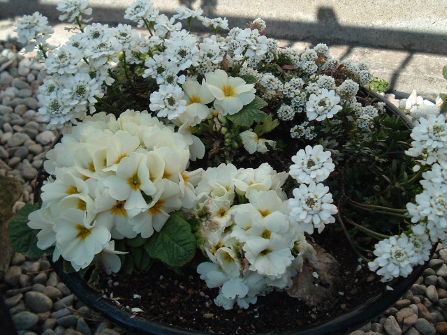 植木鉢の花1
