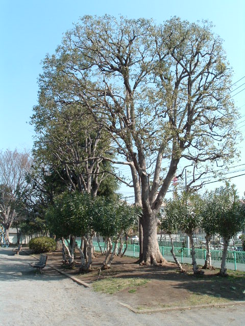 公園の木1