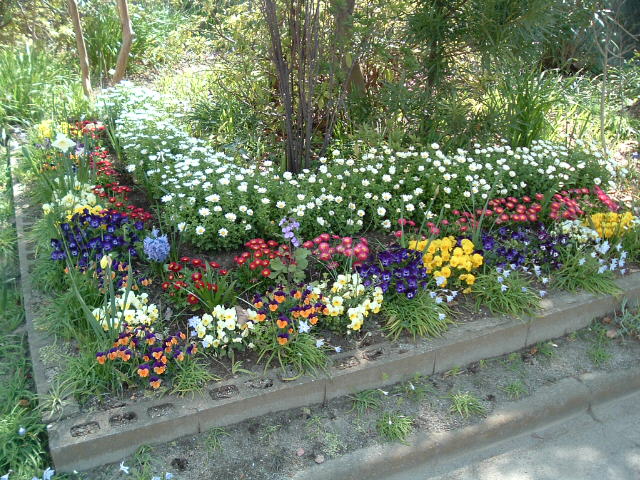 公園の花4