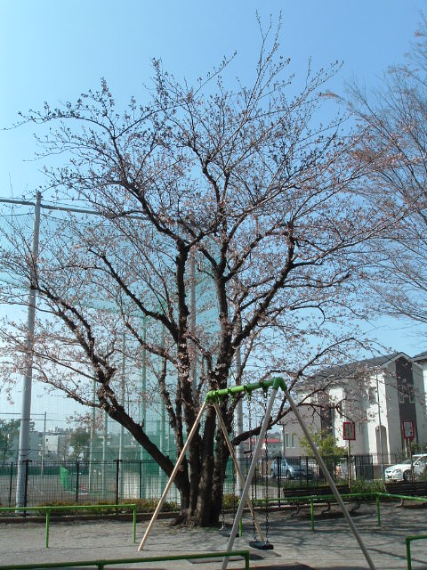 ブランコと桜の木2