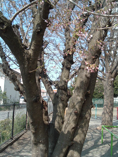 桜の木の幹
