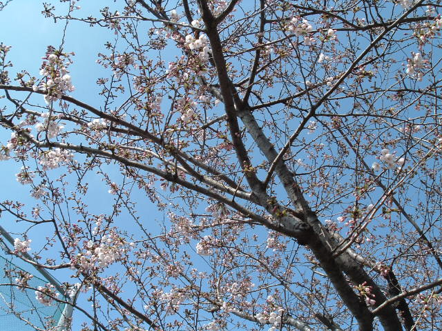 桜の木2