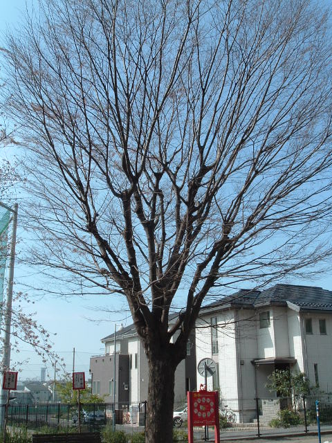 桜の木のそばの木
