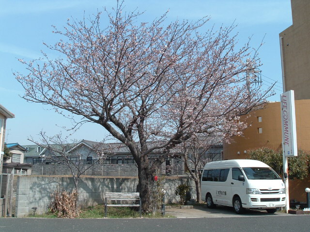 老人ホームの桜1