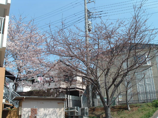老人ホームの桜4