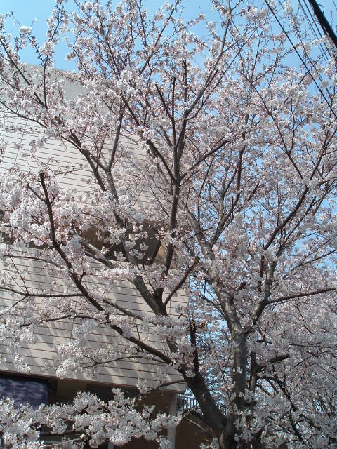 老人ホームの桜6