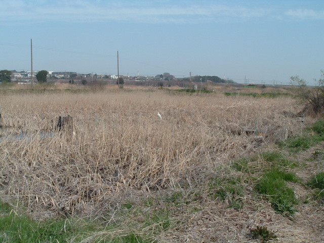 湿地帯の中の鷺