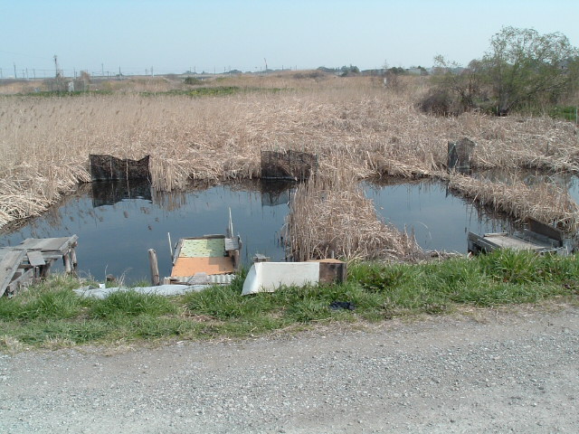 湿地帯の中の水がたまった場所