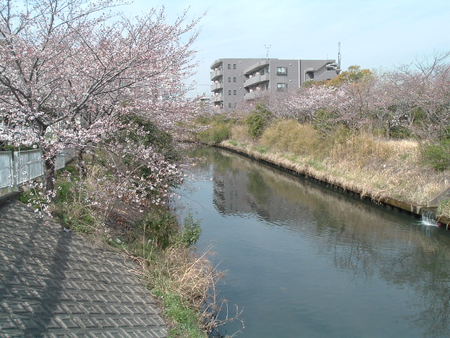 さくら橋から見た海老川の桜