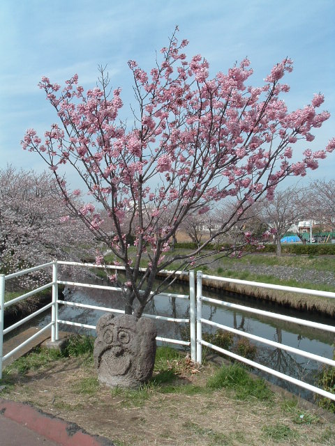 小さな河津桜の木