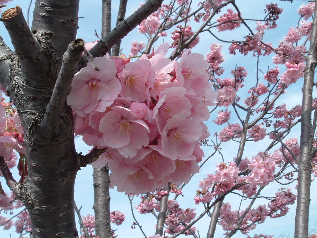 河津桜のアップ1