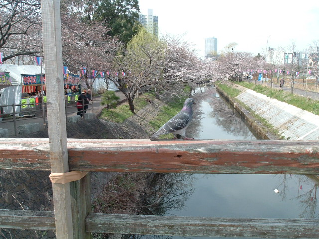 ハトと海老川と桜