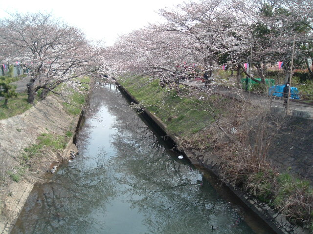 橋の反対側から見た海老川の桜